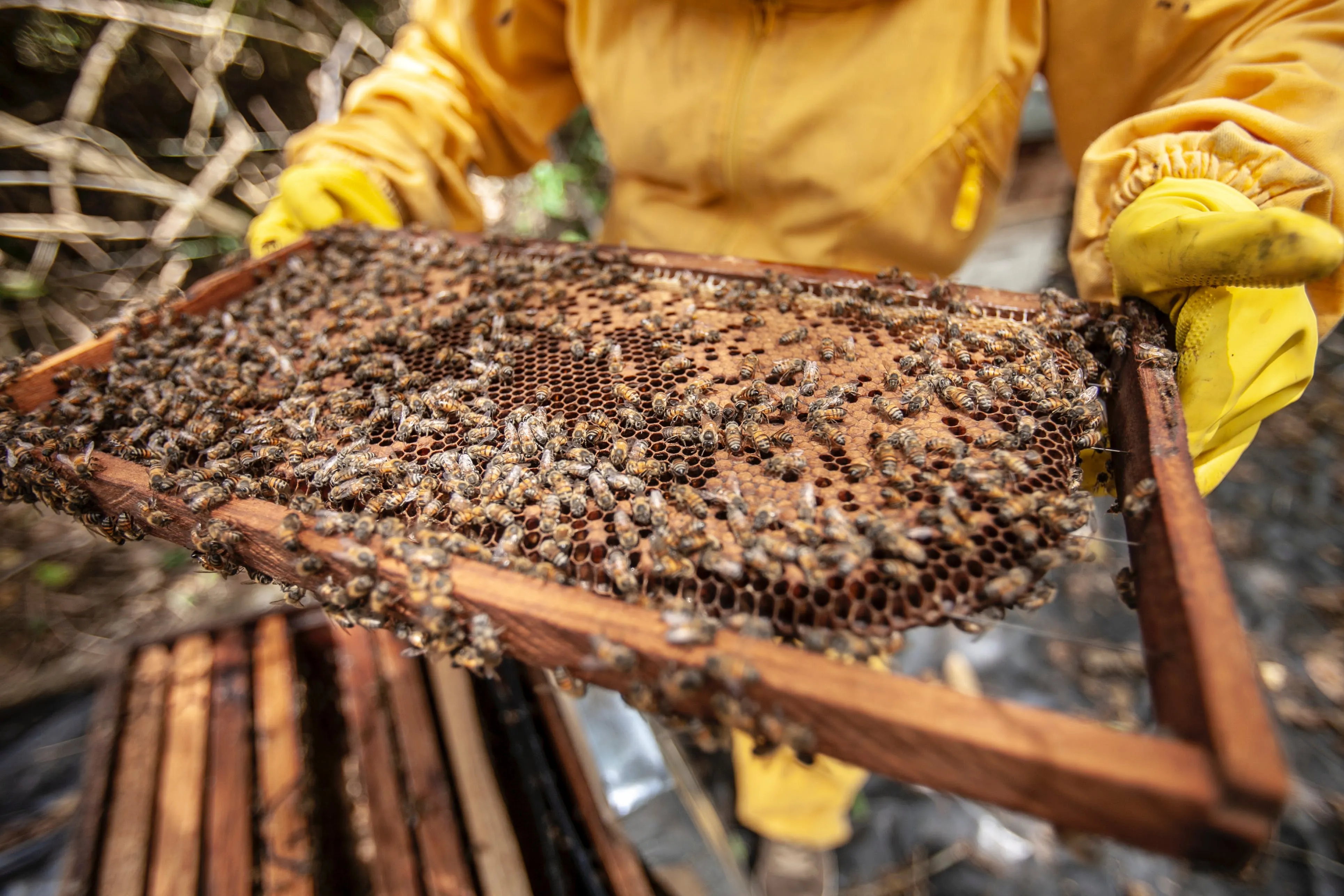 Exploring the Fascinating World of Beekeeping