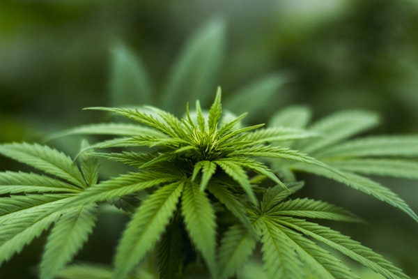 About Marijuana Laws In Arizona