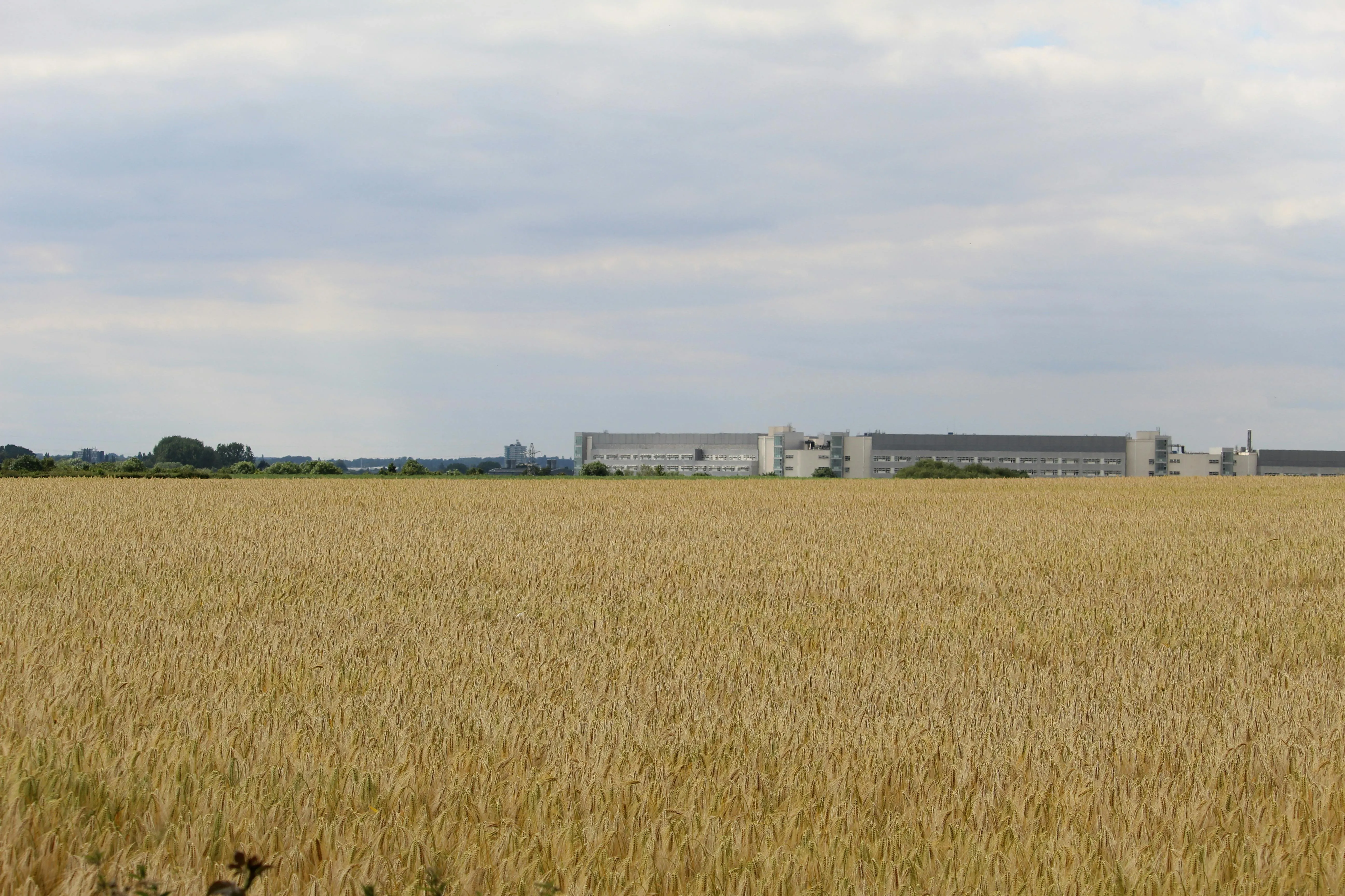 what is dio in finance