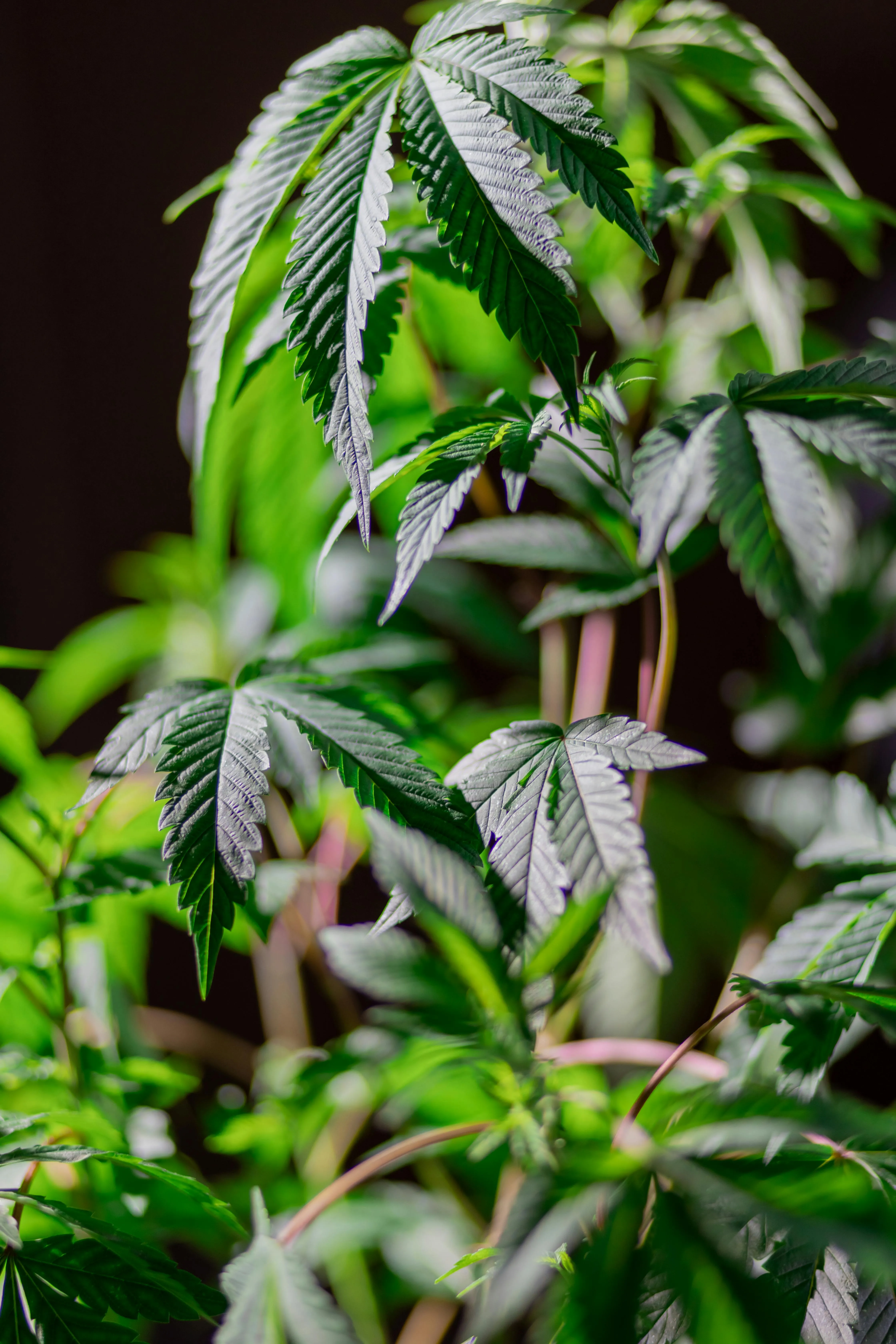 mail order marijuana