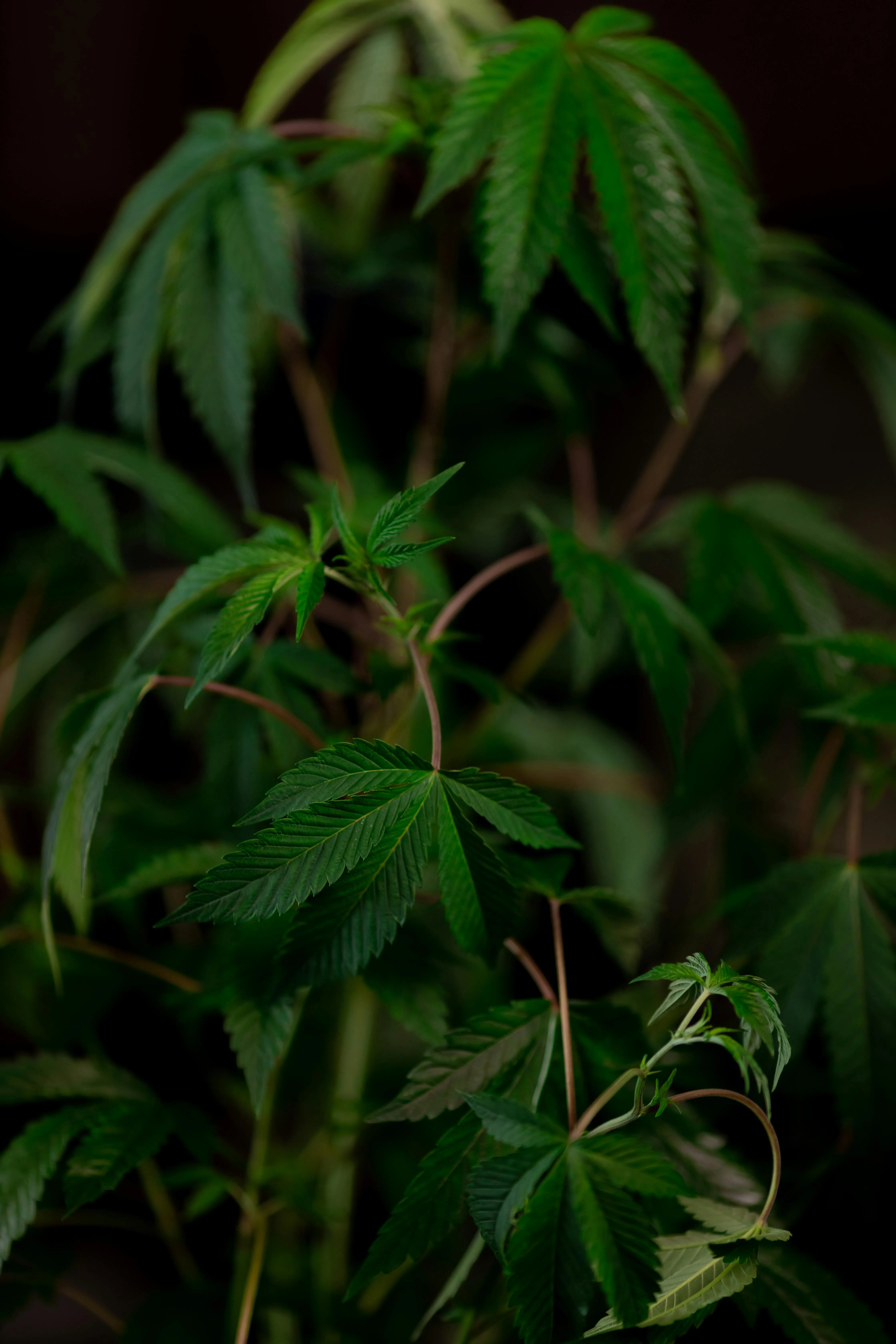 Cannabis Seeds