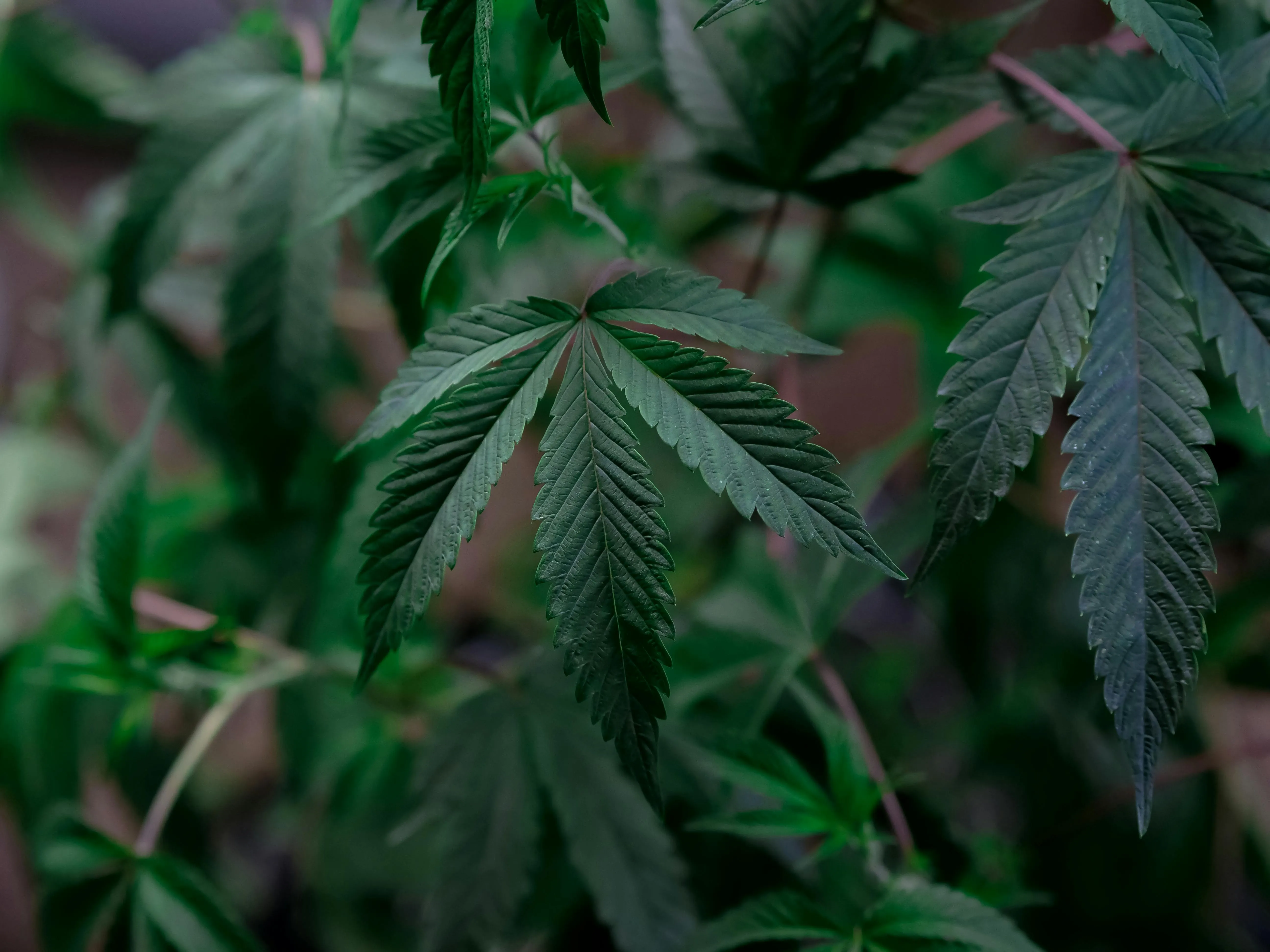 cannabis store Toronto