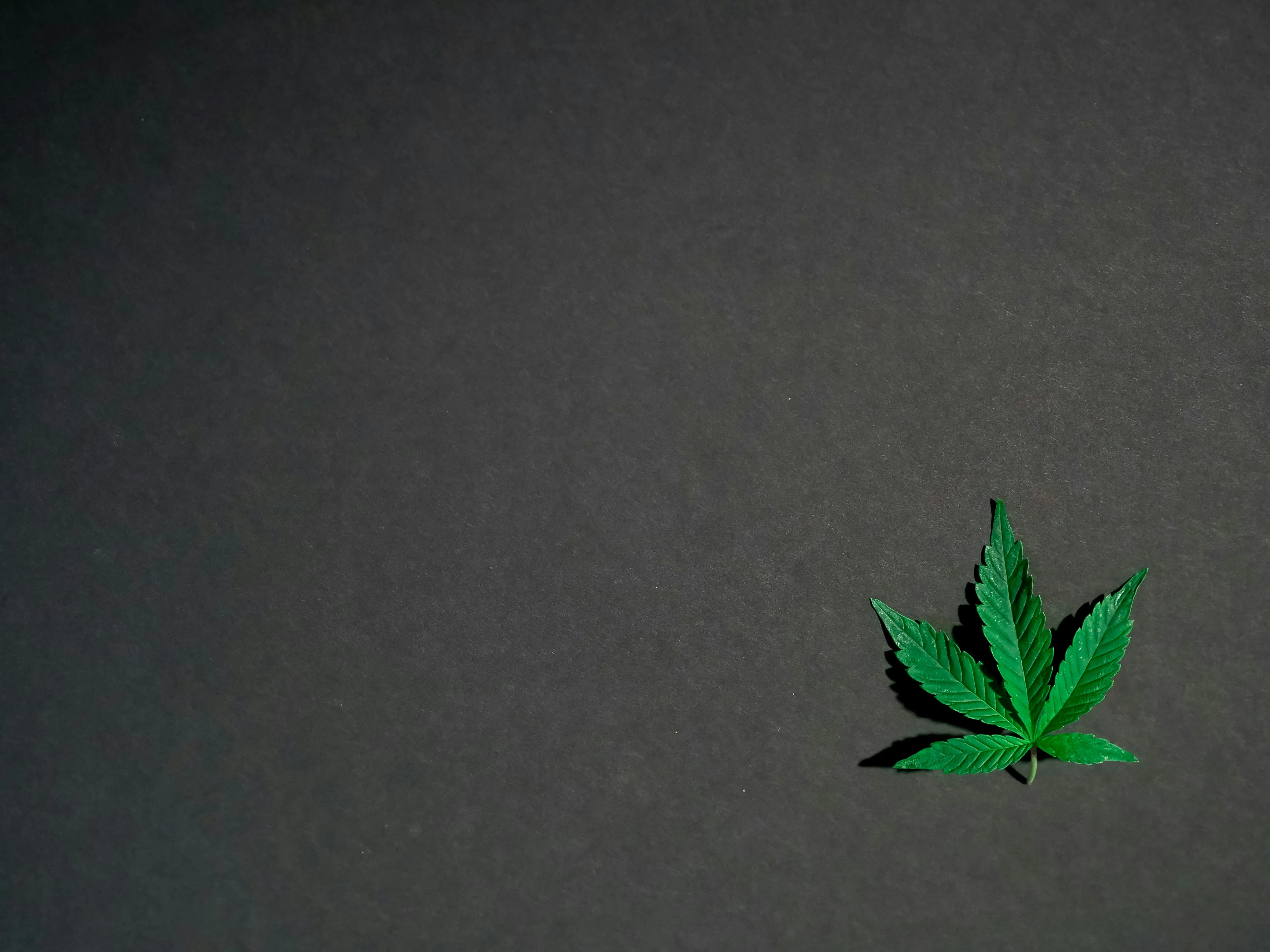 weed dispensary Toronto